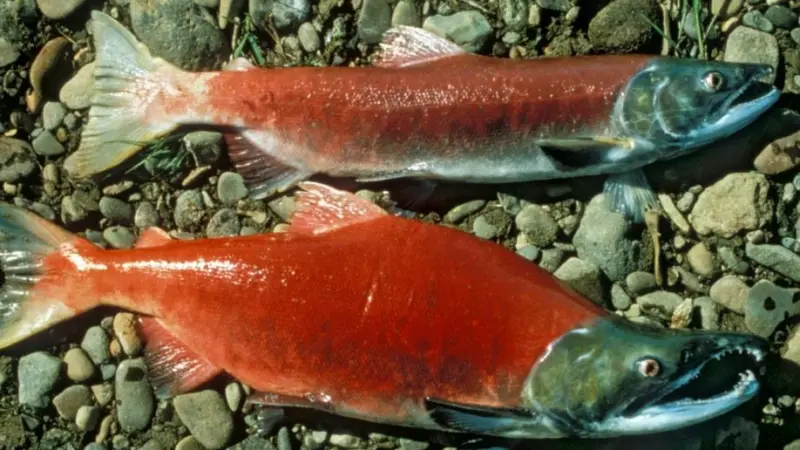 00_62117_sockeye-salmon.-credit-U.S.-Fish-and-Wildlife-Service