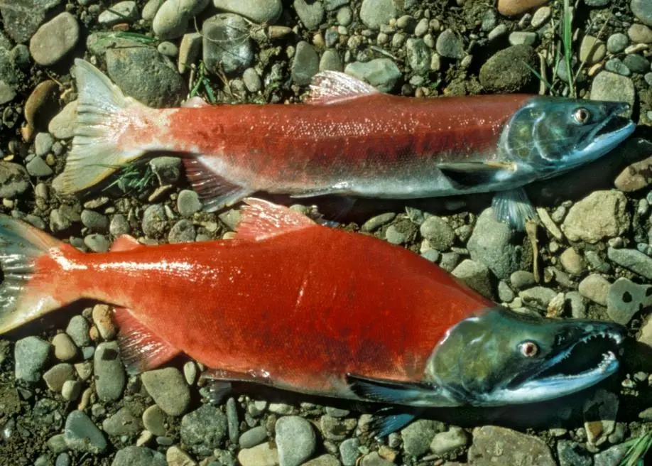 00_62117_sockeye-salmon.-credit-U.S.-Fish-and-Wildlife-Service