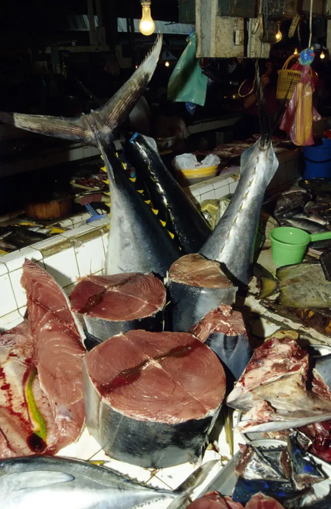 00_62126_Fish_Market_55-c-Wolcott-Henry-2005_Marine-Photobank