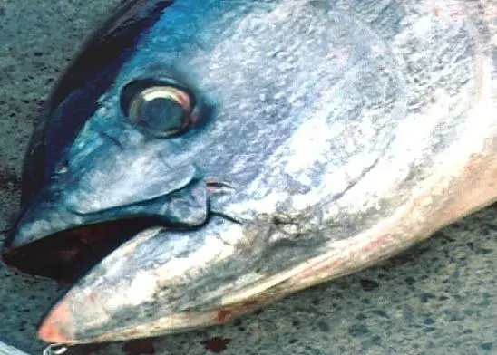 00_62128_fish2093-CREDIT-NOAA