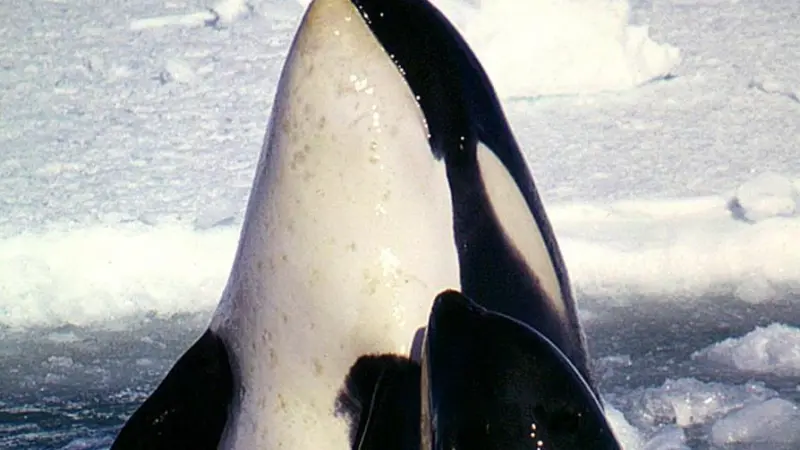 00_62129_Type_C_Orcas