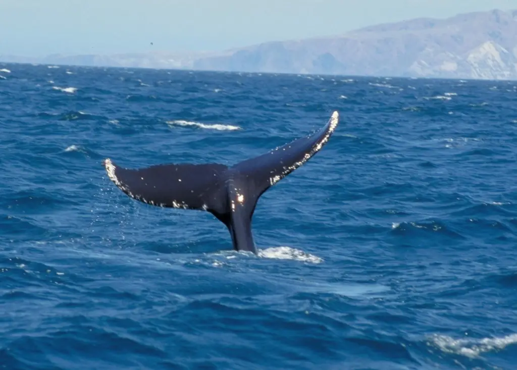 00_62133_whales