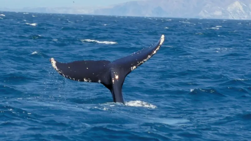 00_62133_whales