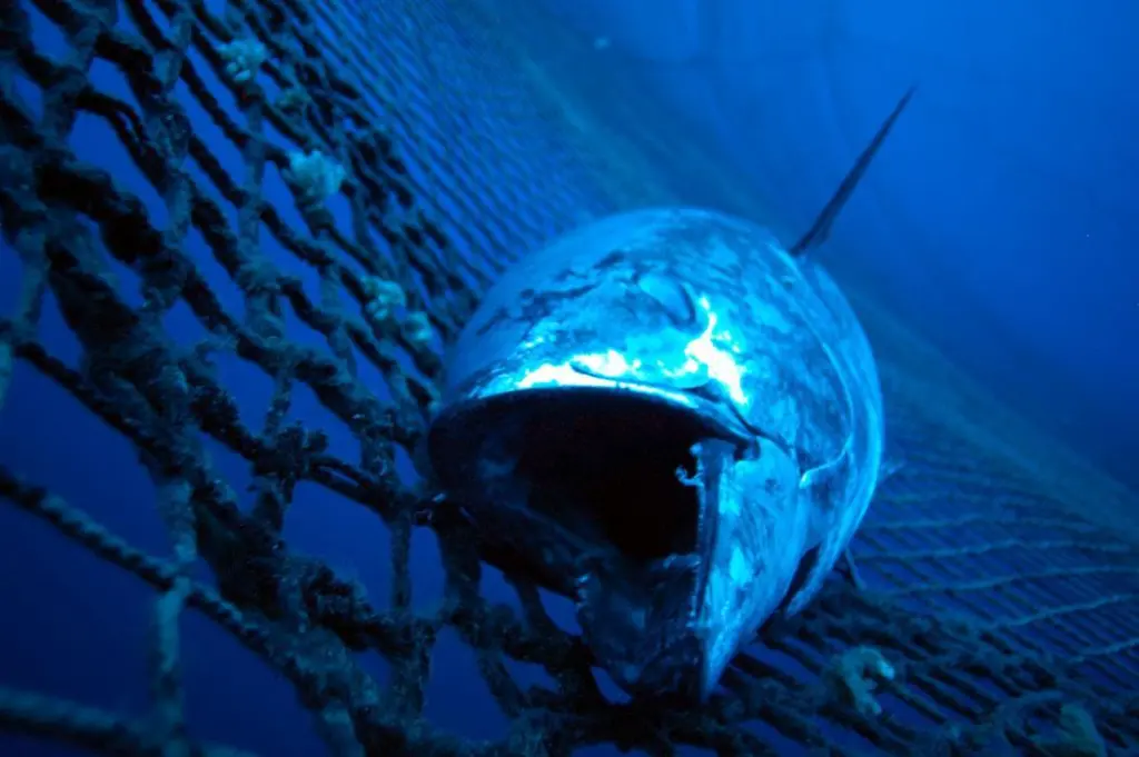 The fate of Atlantic bluefin tuna will be decided at the CITES meeting in March. Credit: Marco Care/Marine Photobank