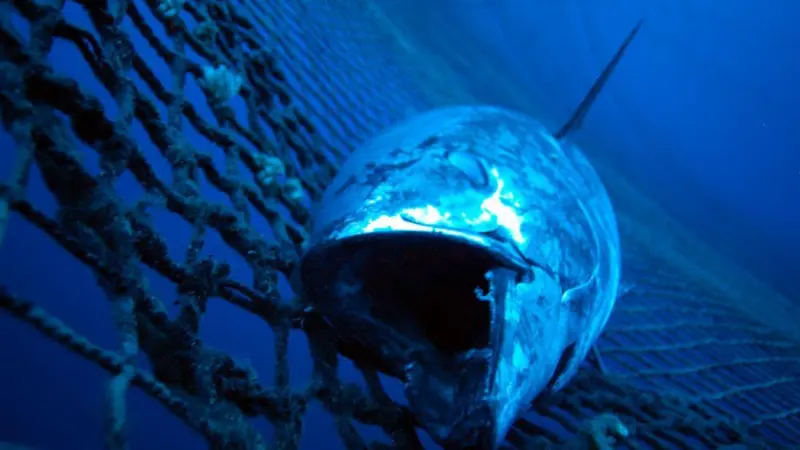 The fate of Atlantic bluefin tuna will be decided at the CITES meeting in March. Credit: Marco Care/Marine Photobank