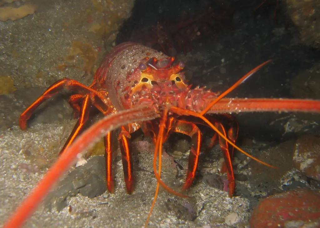 00_62135_California_spiny_lobster.-Credit-Magnus-Kjrgaard_Wiki