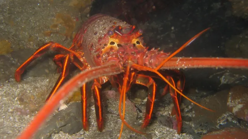 00_62135_California_spiny_lobster.-Credit-Magnus-Kjrgaard_Wiki
