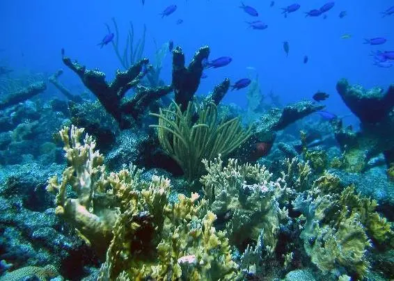 00_62136_corals1-CREDIT-NOAA