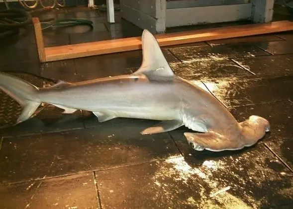 Scalloped hammerhead shark. Credit: NOAA