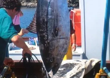 Bluefin tuna. Credit: NOAA