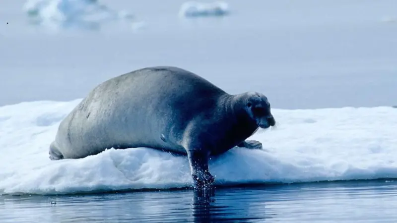 Gail Shea says that the Government of Canada will stand up for its sealers. Credit:  Ansgar Walk