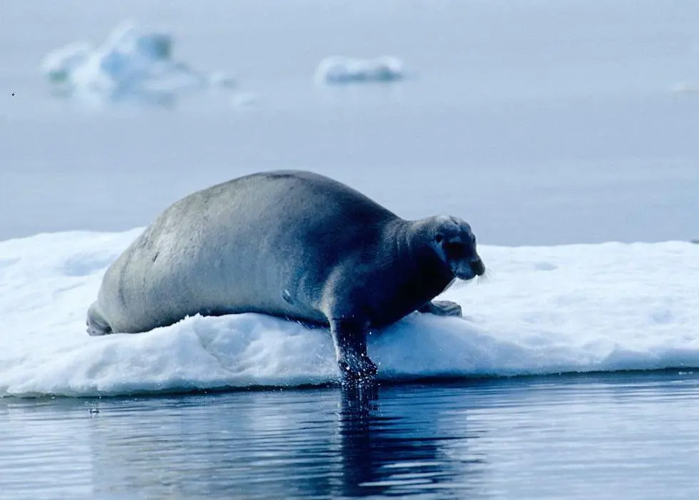 Gail Shea says that the Government of Canada will stand up for its sealers. Credit:  Ansgar Walk