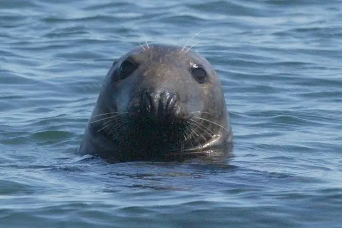 The TAC for grey seals remains the same. Credit: NOAA