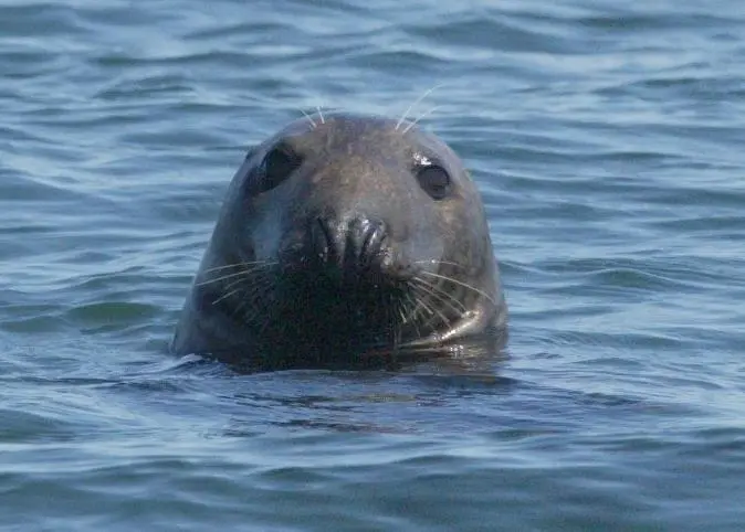 The TAC for grey seals remains the same. Credit: NOAA