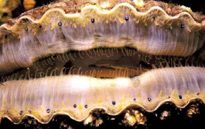 The US Atlantic sea scallop dredge fishery is entering full MSC assessment