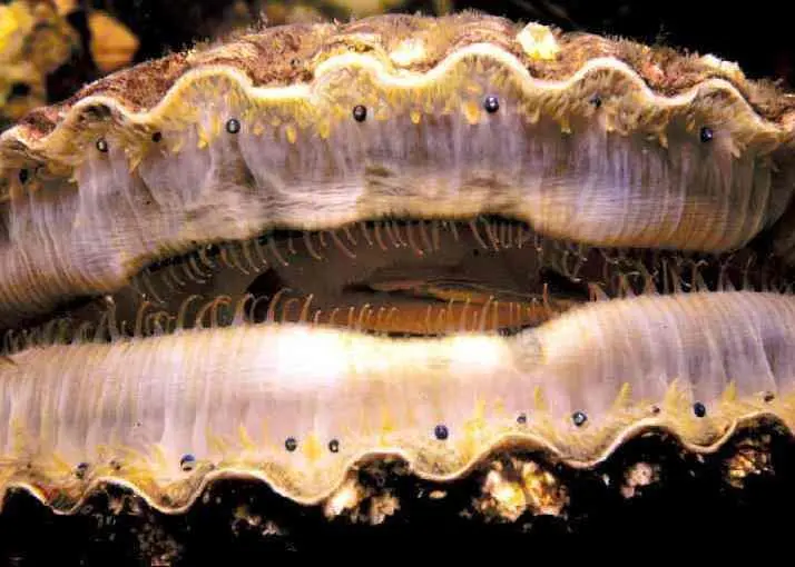 The US Atlantic sea scallop dredge fishery is entering full MSC assessment