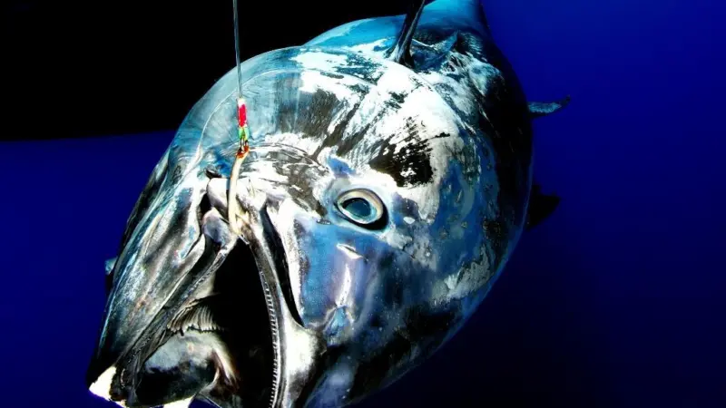Bluefin tuna. ©Greenpeace/Marco Care