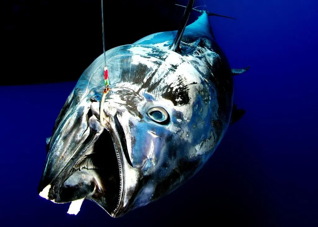 Bluefin tuna. ©Greenpeace/Marco Care