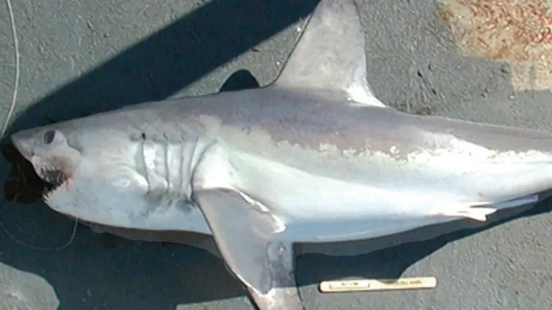 Porbeagle sharks have been listed in Appendix II. Credit: NOAA