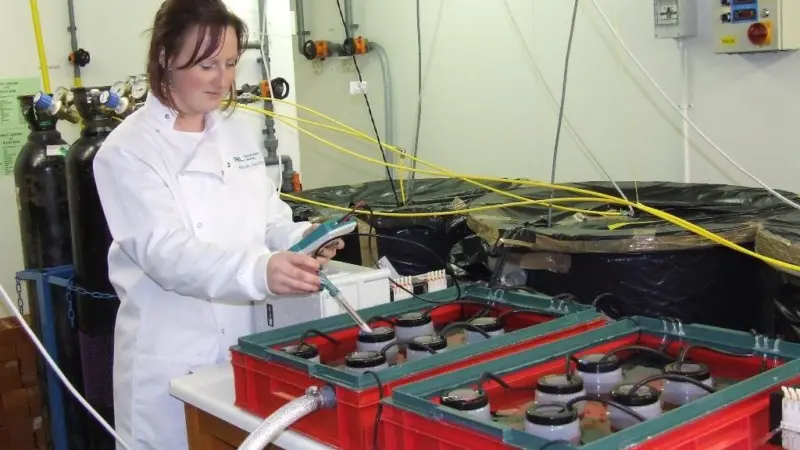Bonnie Laverock of Plymouth Marine Laboratory checks her experiment on the European mussel's reaction to increased seawater acidity