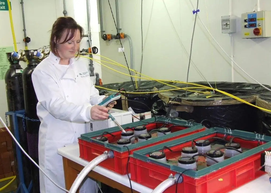 Bonnie Laverock of Plymouth Marine Laboratory checks her experiment on the European mussel's reaction to increased seawater acidity