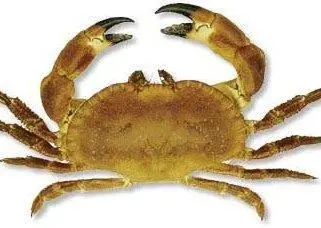 Brown crab