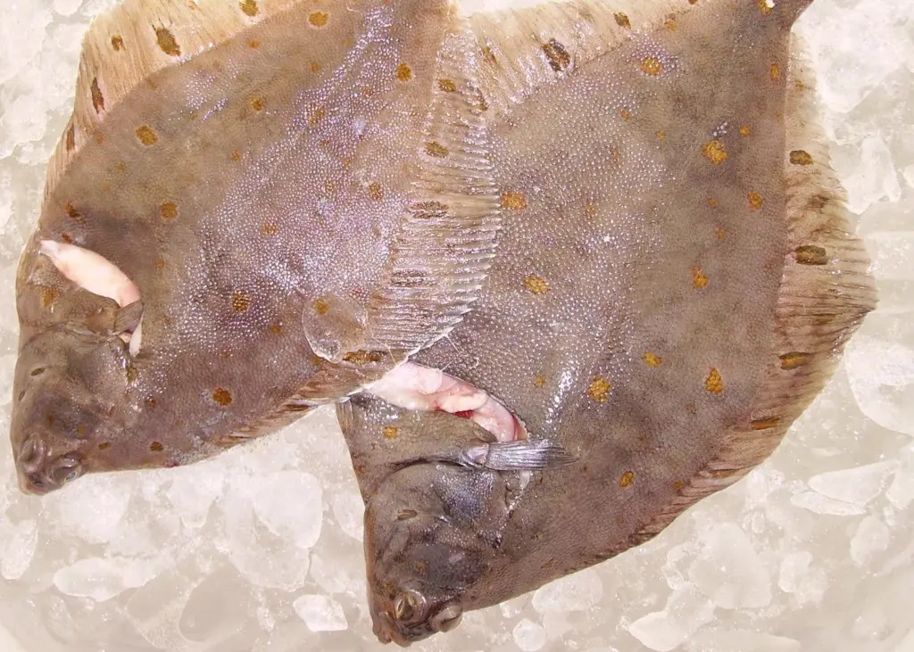 The Dutch North Sea plaice-directed fleet has entered full MSC assesment