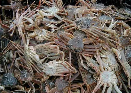 Snow crab. Credit: NOAA