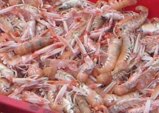 Sales of warmwater prawns have risen by 14%. Credit: Wojsyl