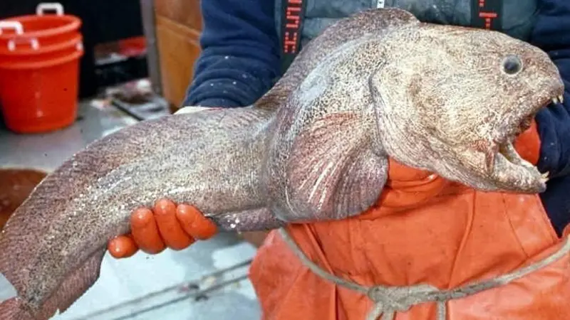 Wolffish. Credit: NOAA