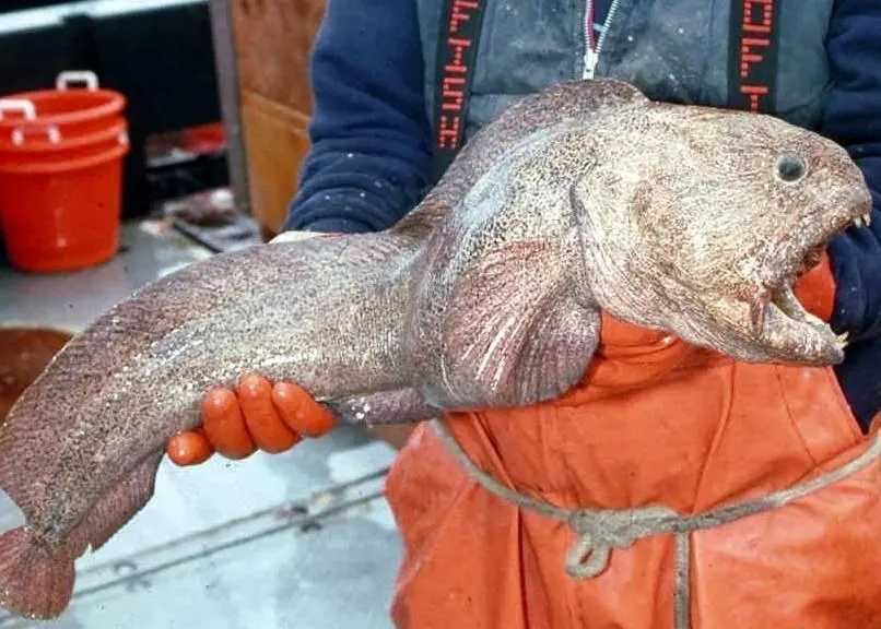Wolffish. Credit: NOAA