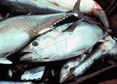 Skipjack tuna. Credit: NOAA