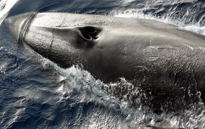 Fin whale. Credit: NOAA