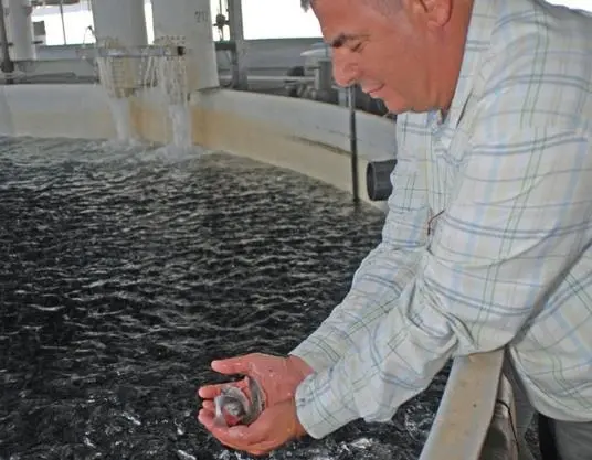 Dr Oguz Ucal, vice president of Kilic’s hatchery operations, admiring a handful of seabass fry.