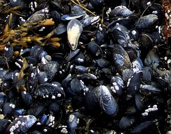 Irish mussels