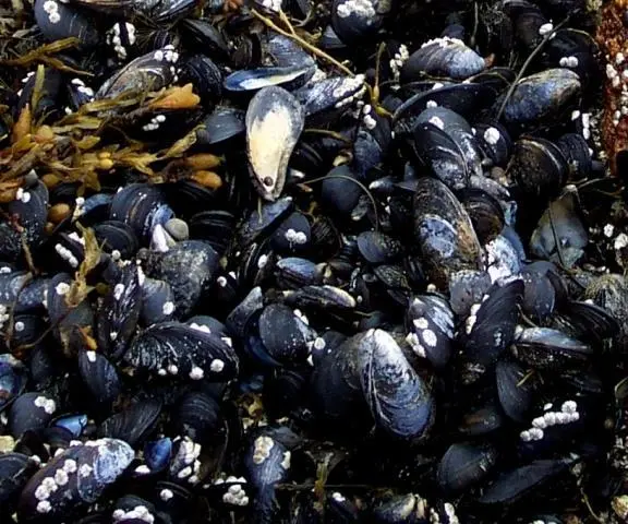 Irish mussels
