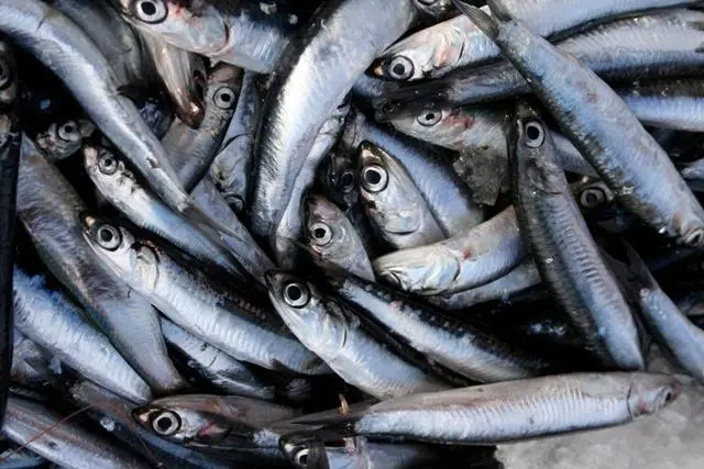 anchovies