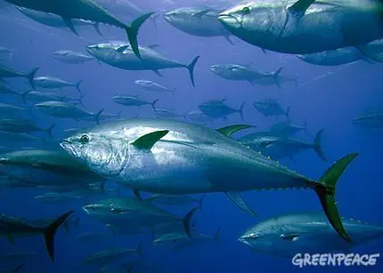 The European Commission stopped the bluefin fishery six days early, on 9 June rather than the scheduled date of 15 June.