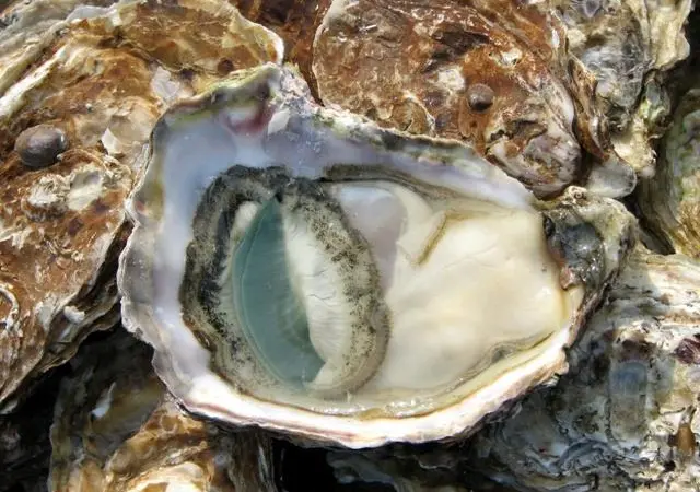 Depleted oyster production in France has limited the availability of juveniles for UK growers.