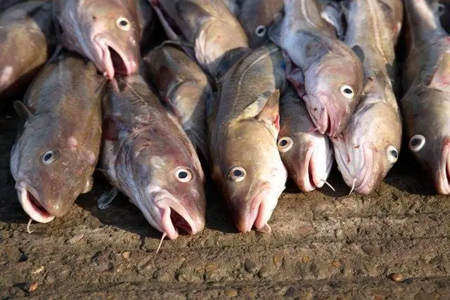 ICES has recommended cod fishing quotas should be reduced 20% based on their 2010 level.