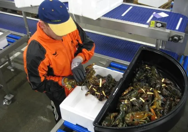 Before leaving the aquaport, all the lobsters are carefully checked. Mortalities are kept well below 0.25%, according to Aqualife.
