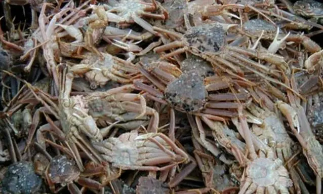 The quota level for Bering Sea snow crab is 54.28 million pounds.