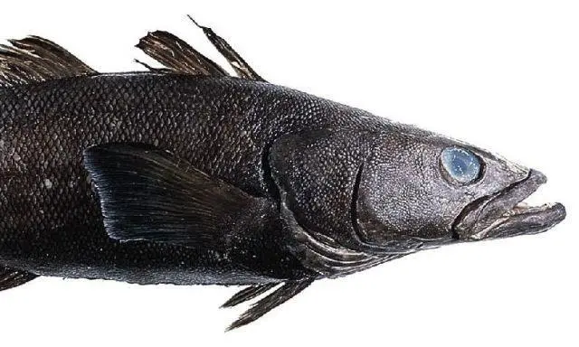 Moody Marine has been instructed to amend the final report of the Ross Sea toothfish MSC assessment.