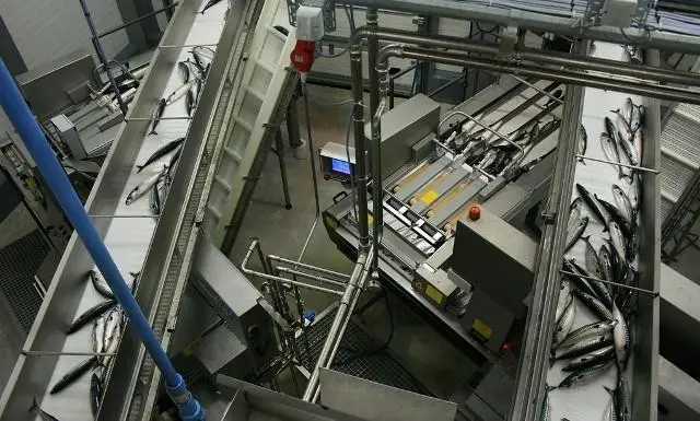 HB Grandi has processed 17,000 tonnes of pelagics at its Vopnafjörður plant. (Photo: HB Grandi/Jón Sigurðarson)