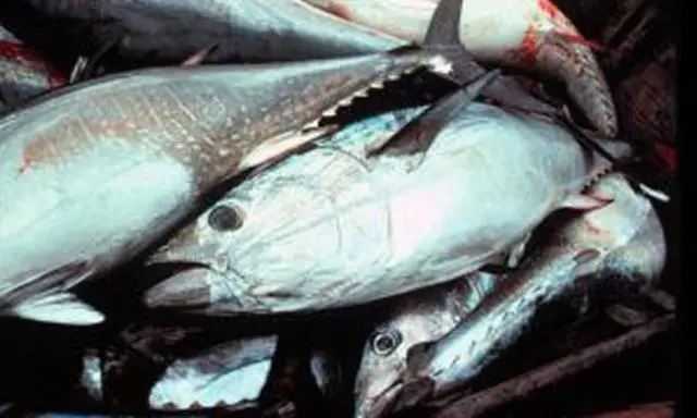 Tonnes of tuna worth tens of millions of baht have been stolen from Songkhla port, Thailand.