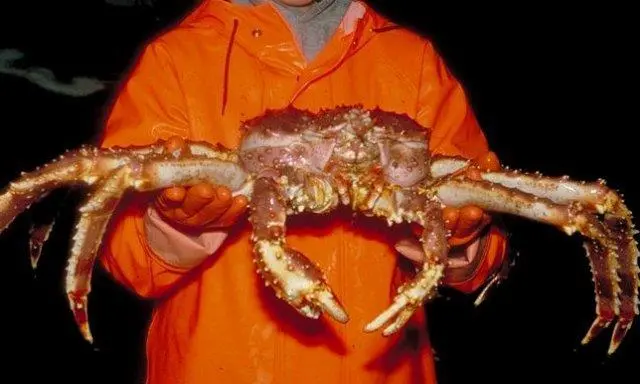 Crabco has secured a permit to land over 1,000 tonnes of king crab.