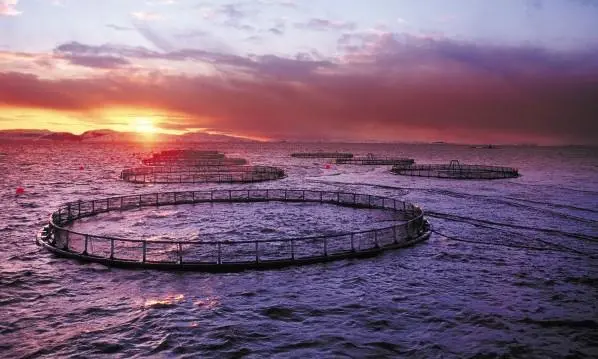 00_62329_Leka_04-credit-Marine-Harvest_Steinar-Johansen