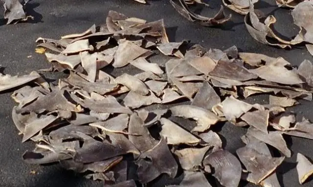 Loopholes in current EU regulation  make it possible for fishermen to fin an estimated two out of three sharks without detection or punishment.