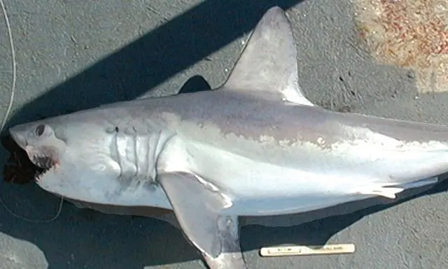 Porbeagle meat is among the most prized of all sharks and is a highly traded product. (Photo: NOAA)