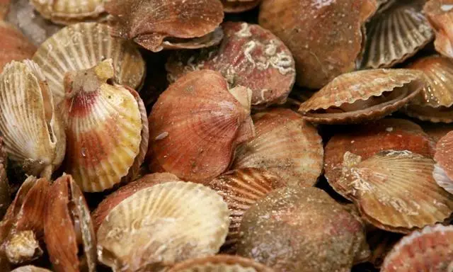 Les Fermes marines du Québec, with Canada Economic Development's support, will launch the first sea scallop hatchery in the Gaspésie region.